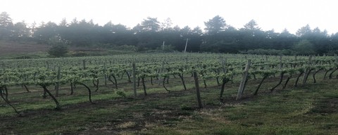 Vineyard Tour - Grapes