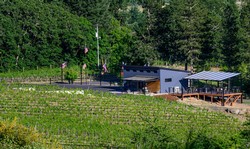 Vineyard Tour - Grapes